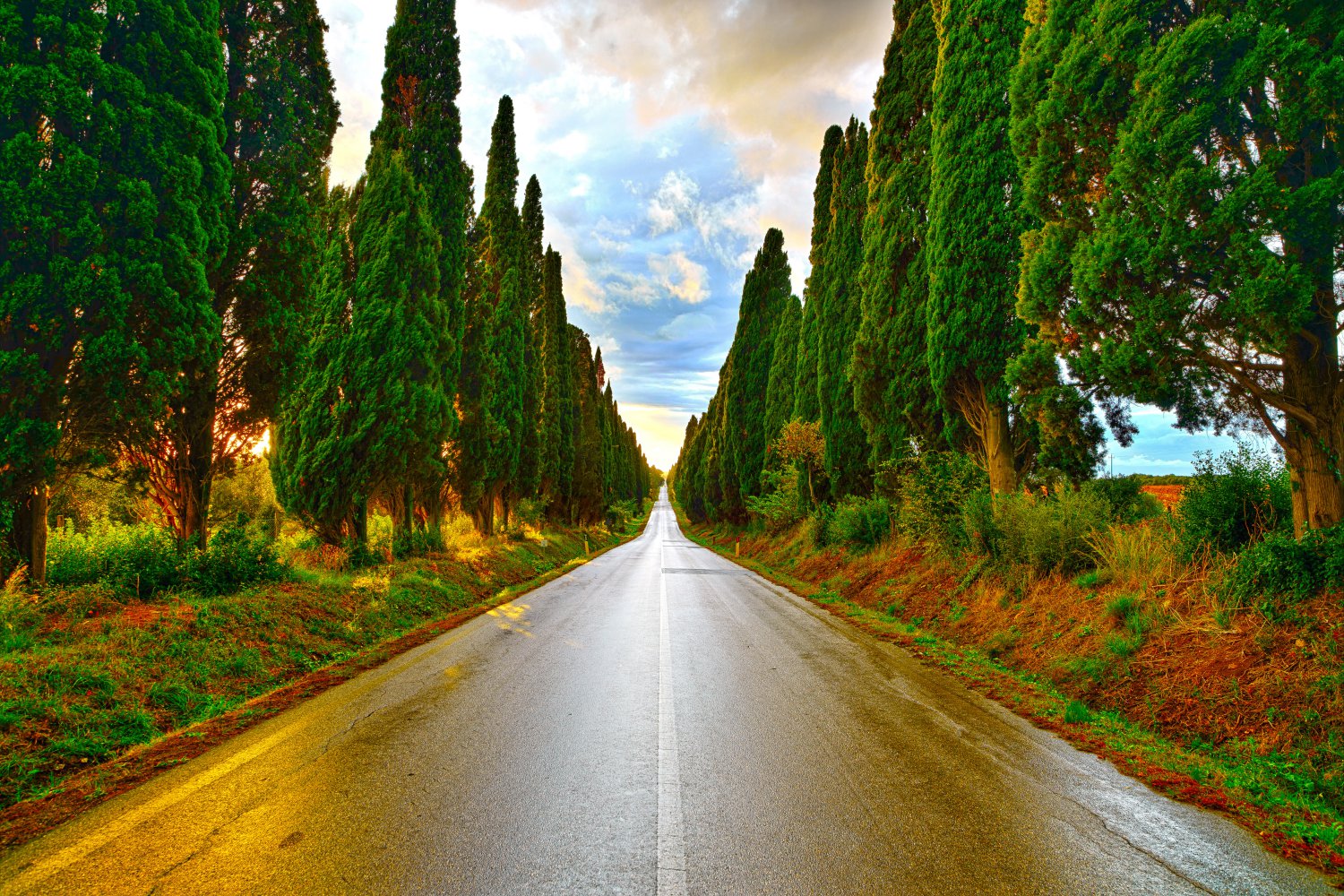 Castagneto & Bolgheri Wine Tour