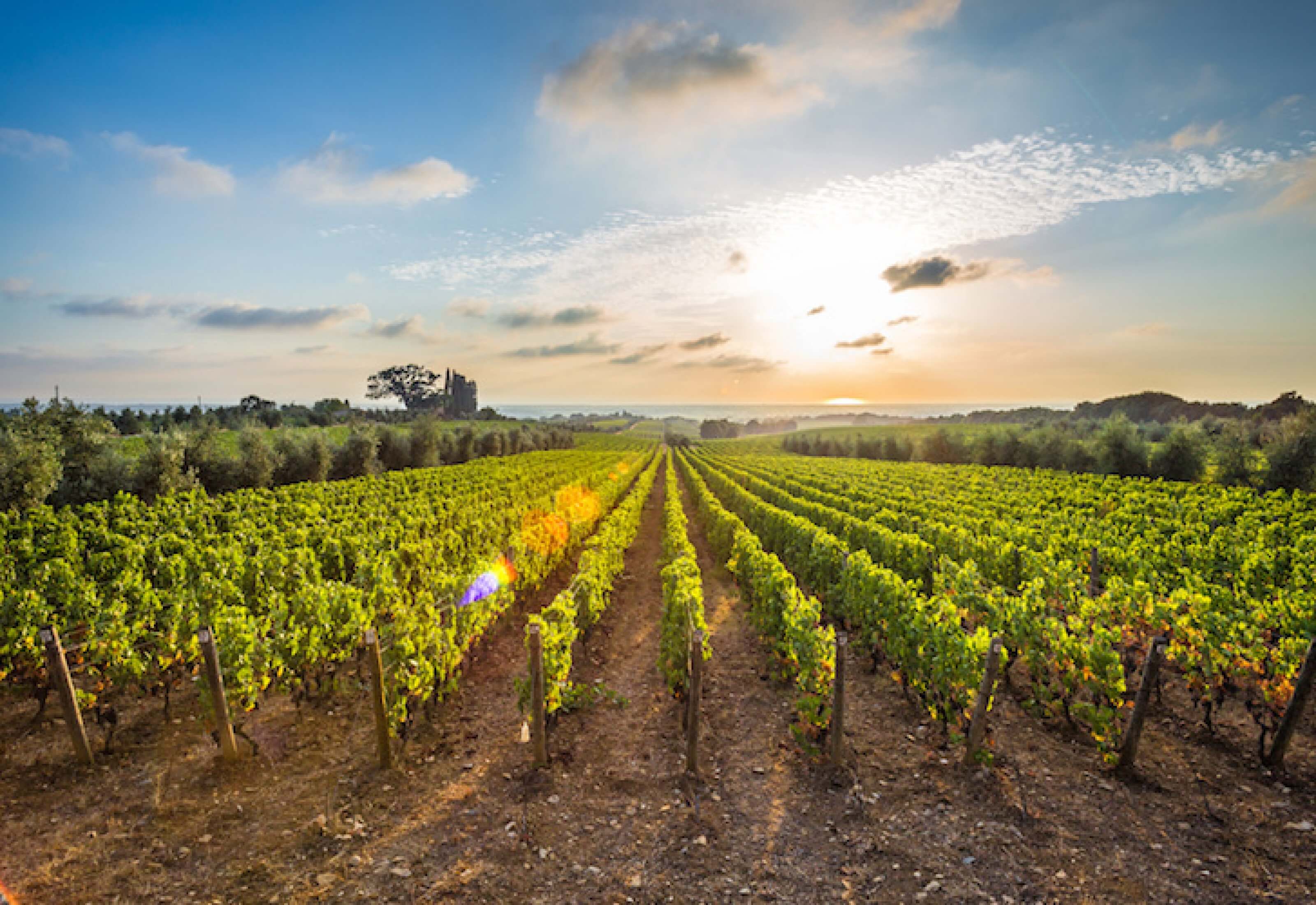 Castagneto & Bolgheri Wine Tour