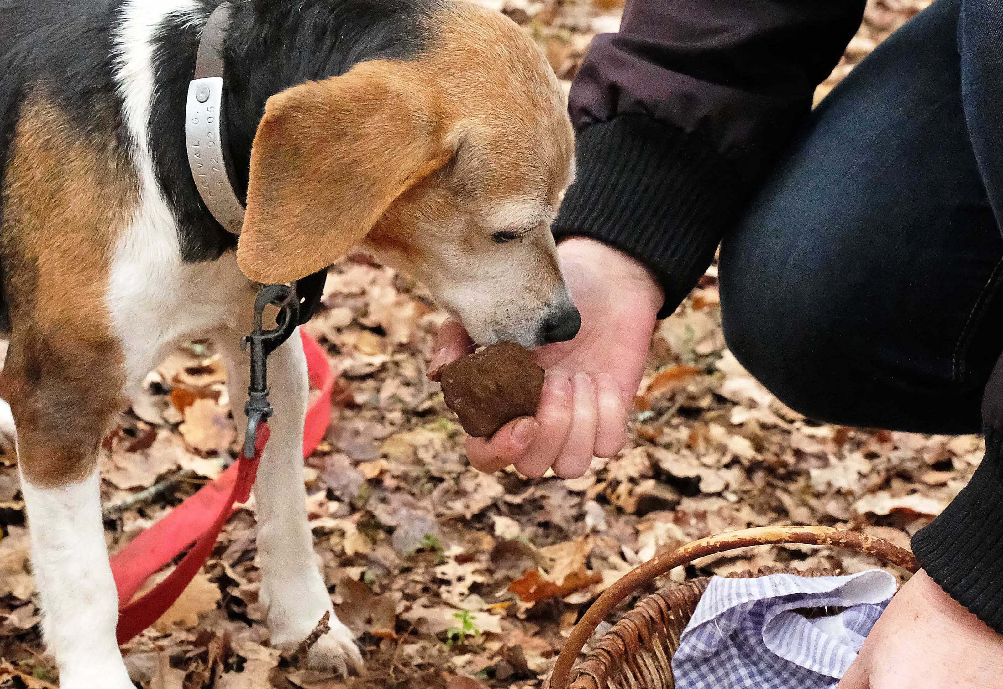 Truffle Hunting Experience in Tuscany